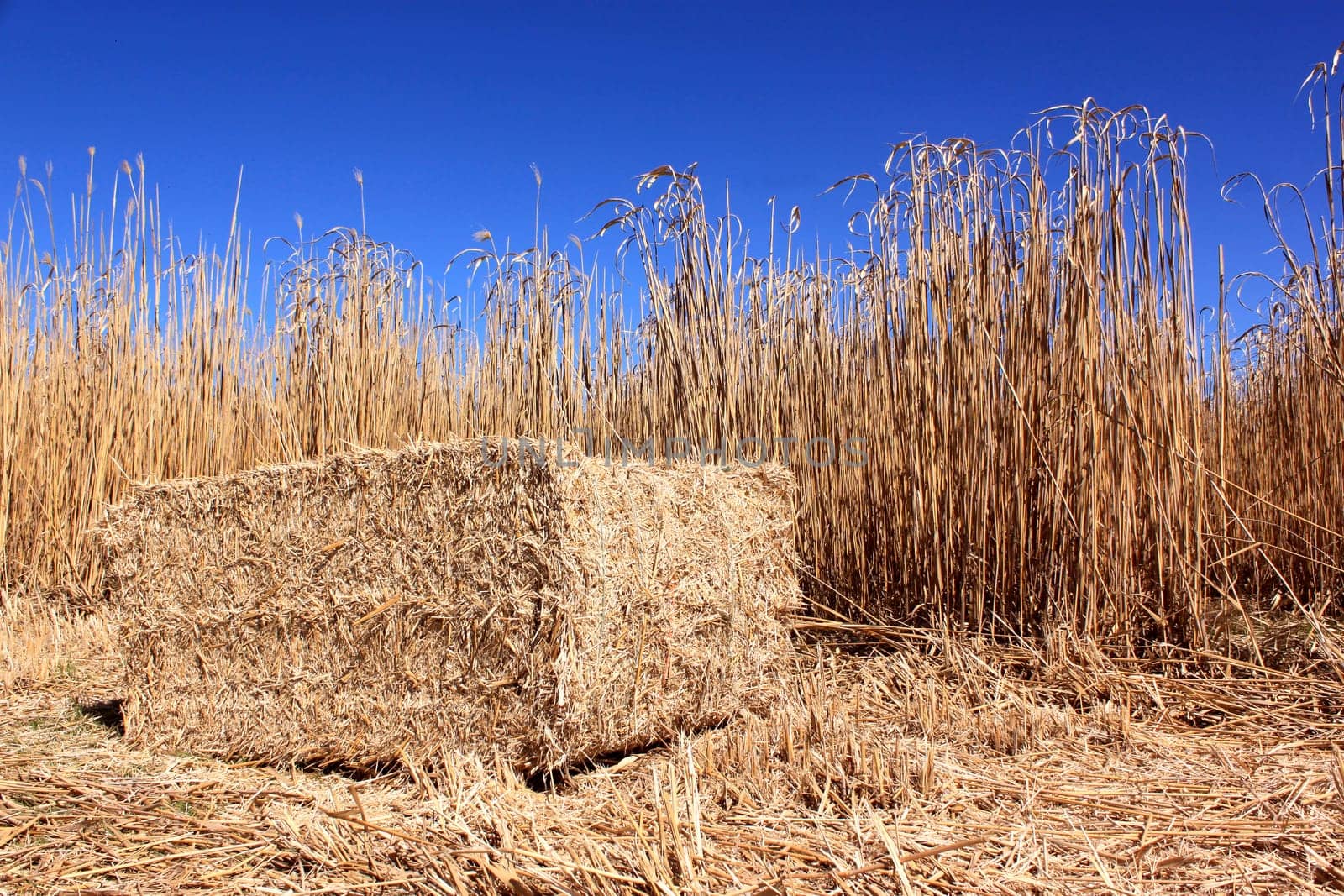 an agricultural field for an organic farming for the harvest of the reed on a bottom of blue sky