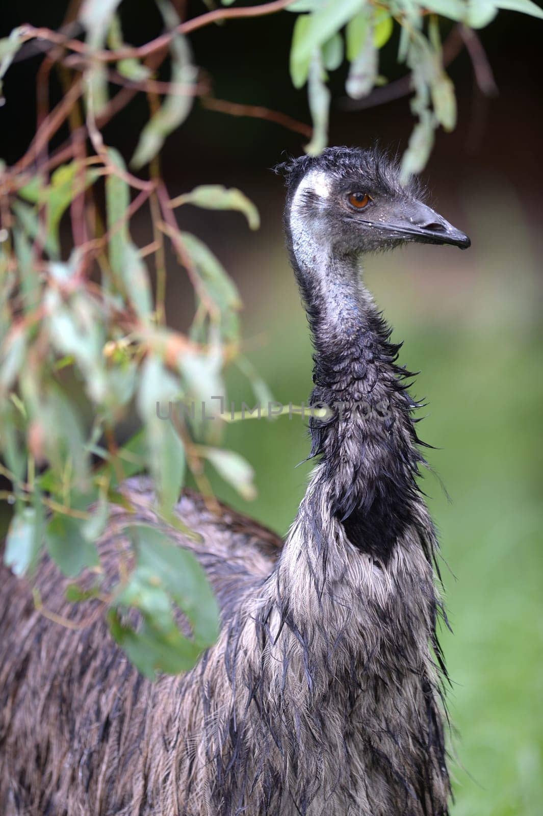 A close up shot of an Australian Emu