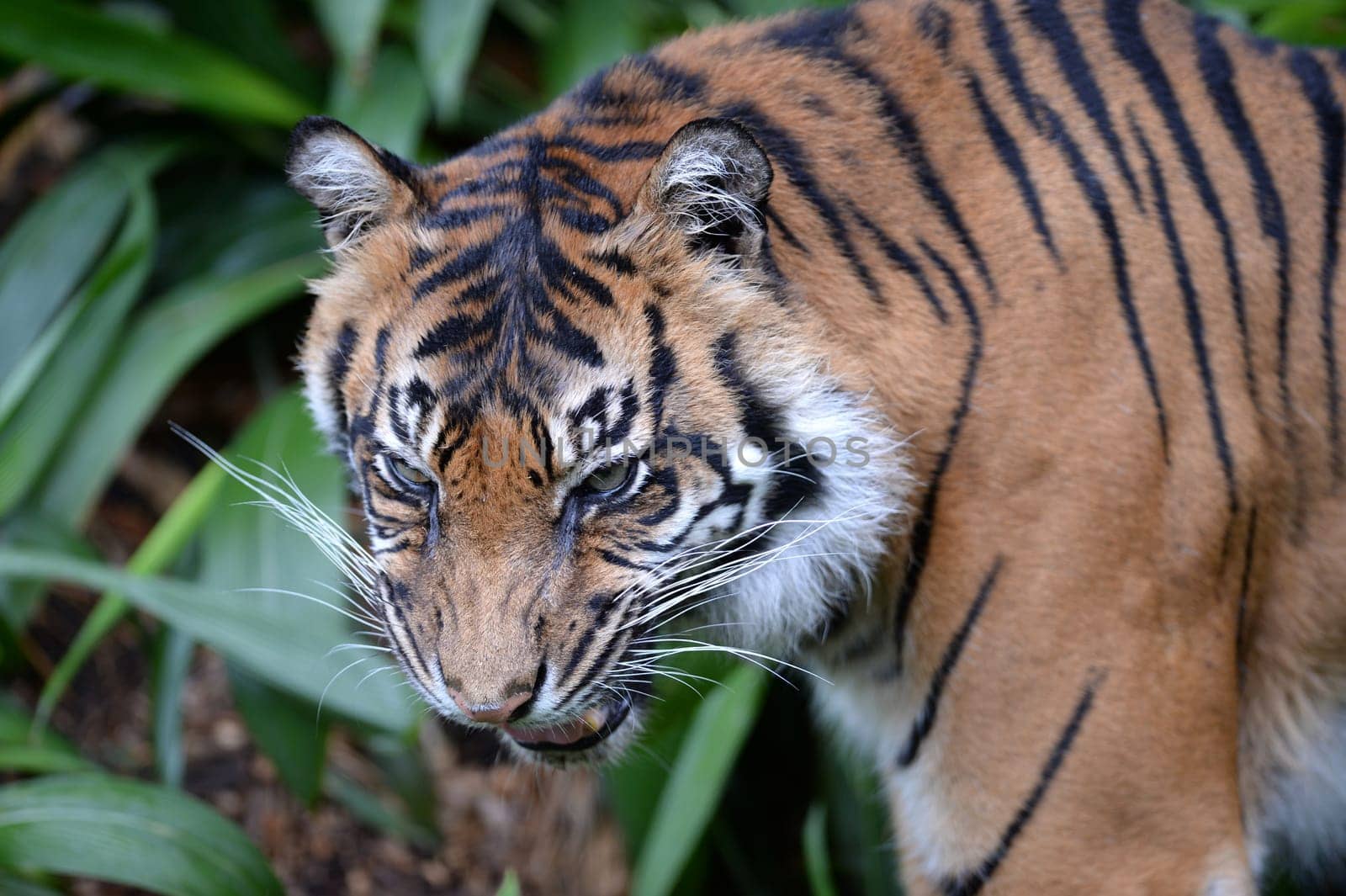A close up shot of a Sumatran Tiger