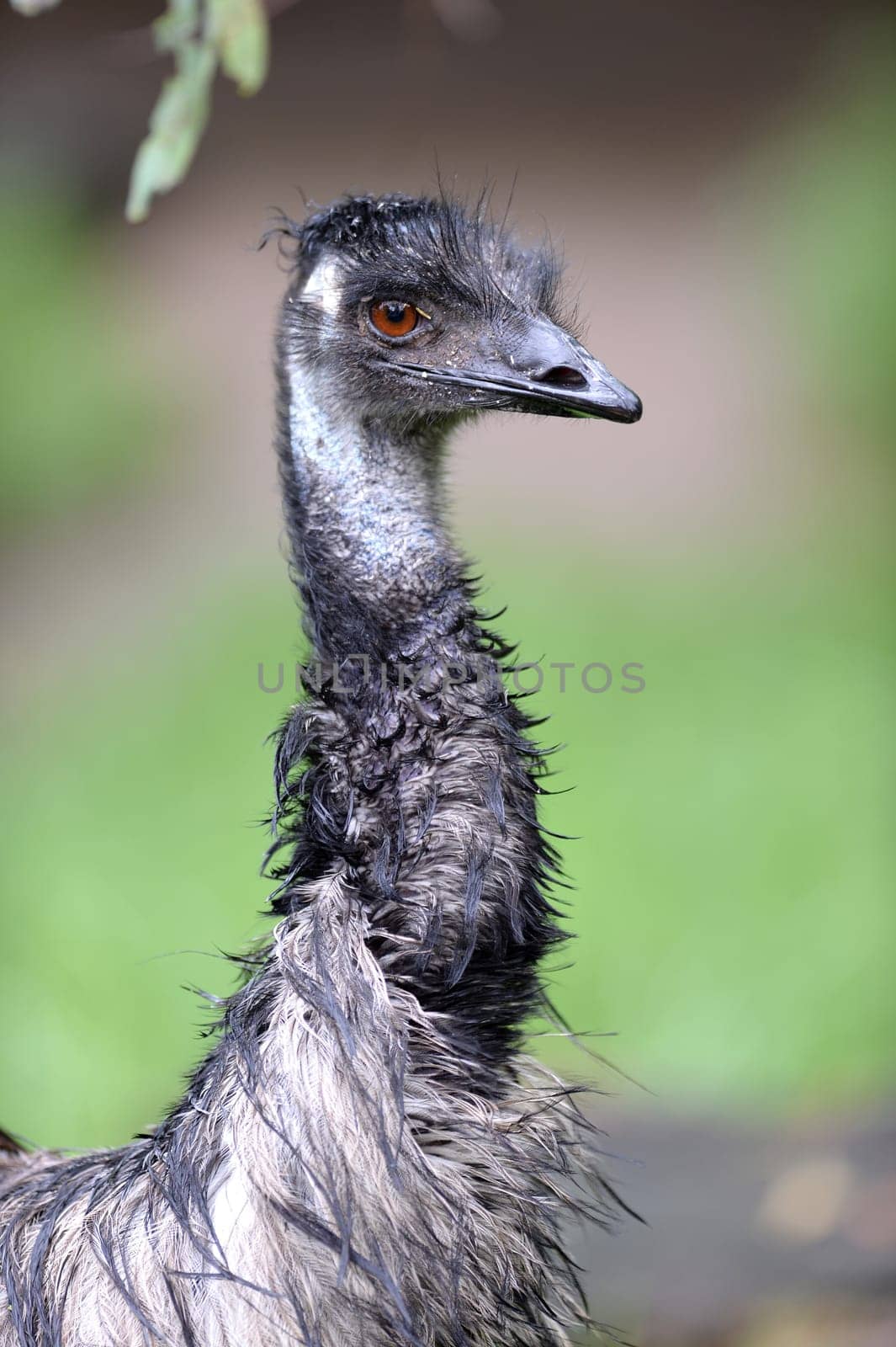 A close up shot of an Australian Emu