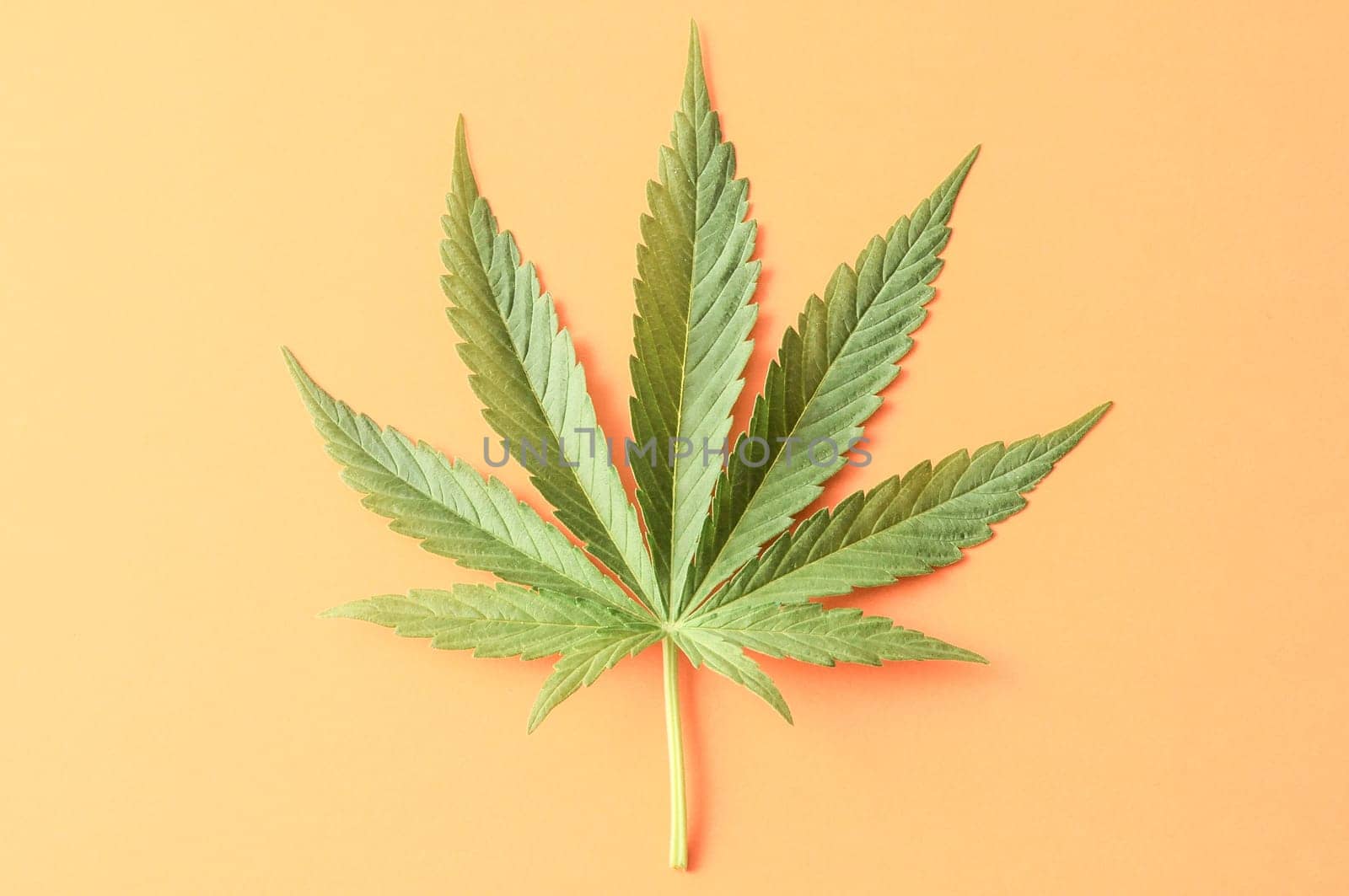 Green Fresh Marijuana Leaf with Seven Tips