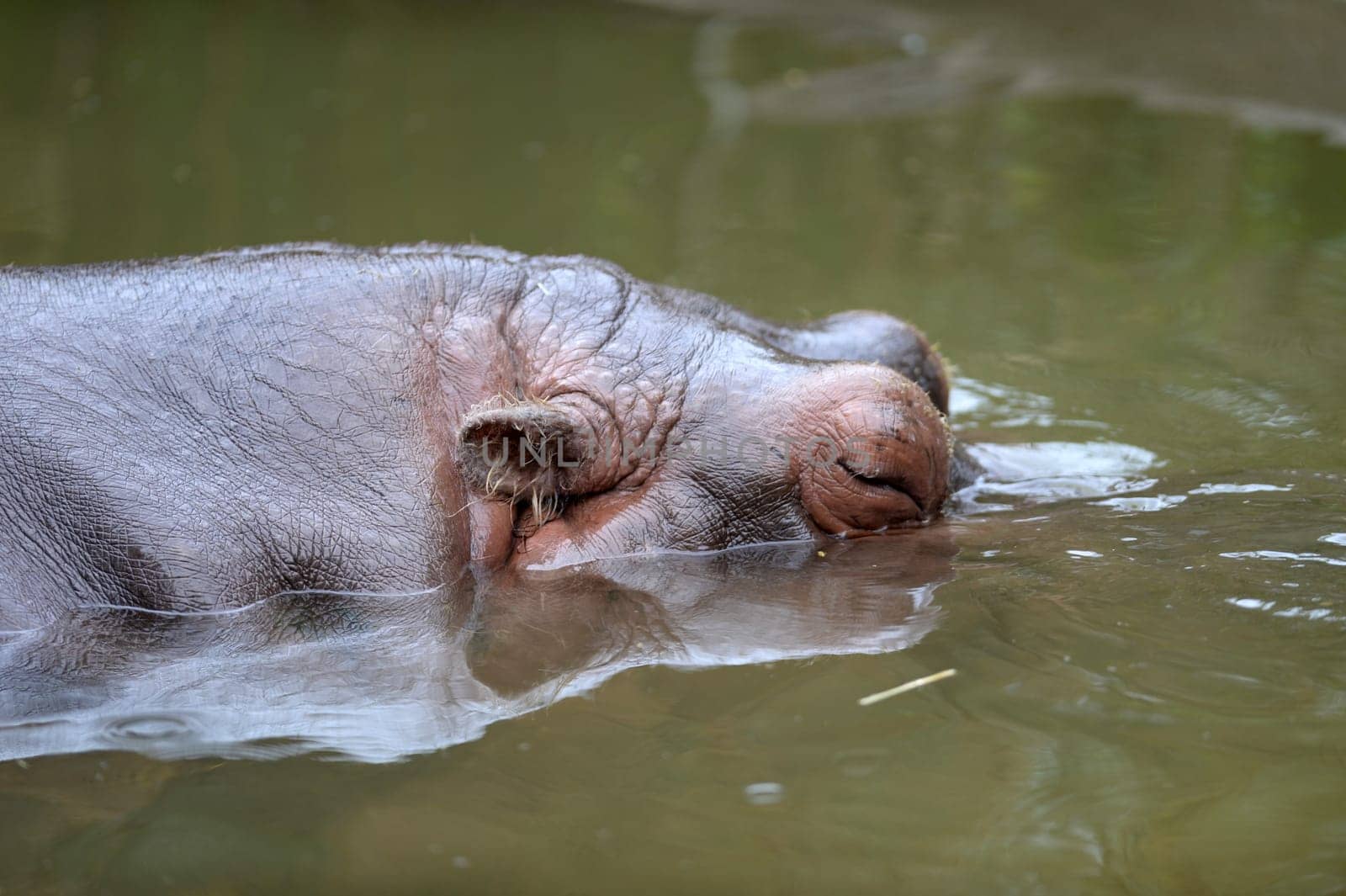 A close up shot of a hippopotamus