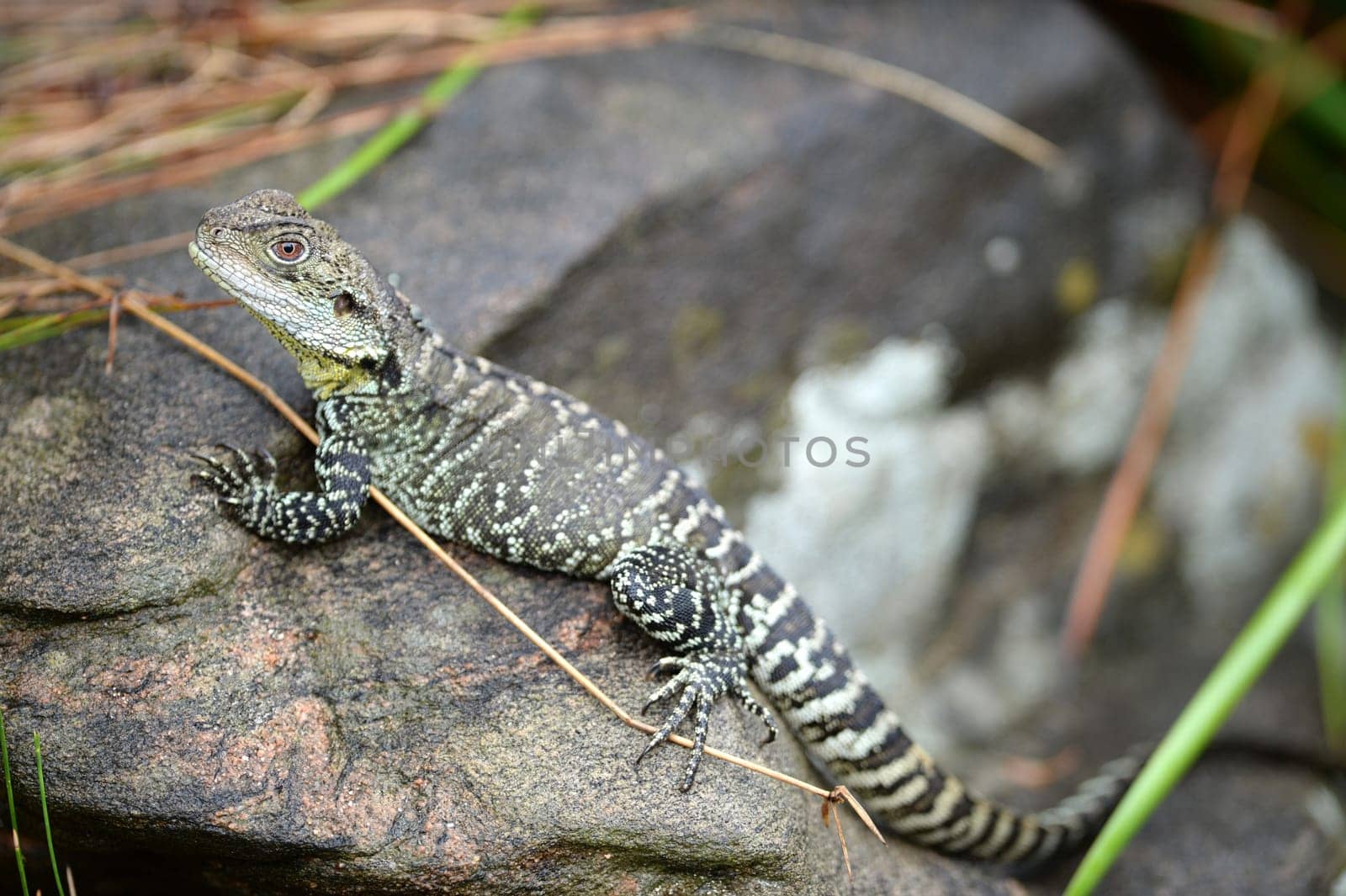 A close up shot of an Australian Dragon Lizard