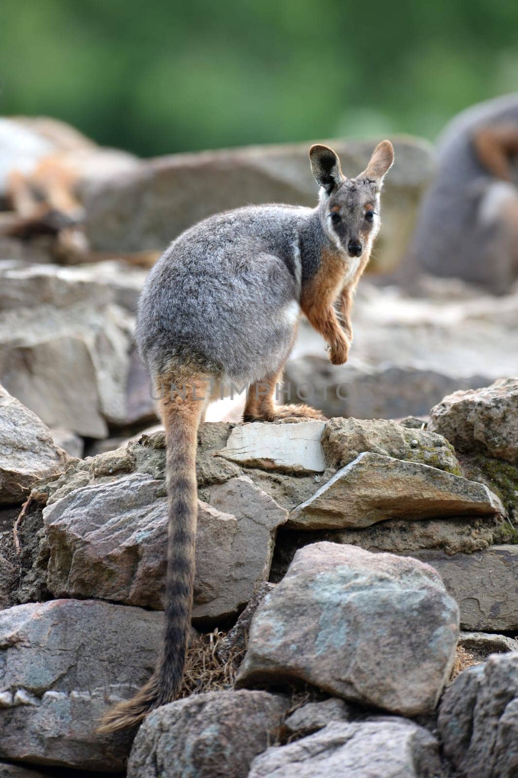 A close up shot of an Australian Rock Wallaby