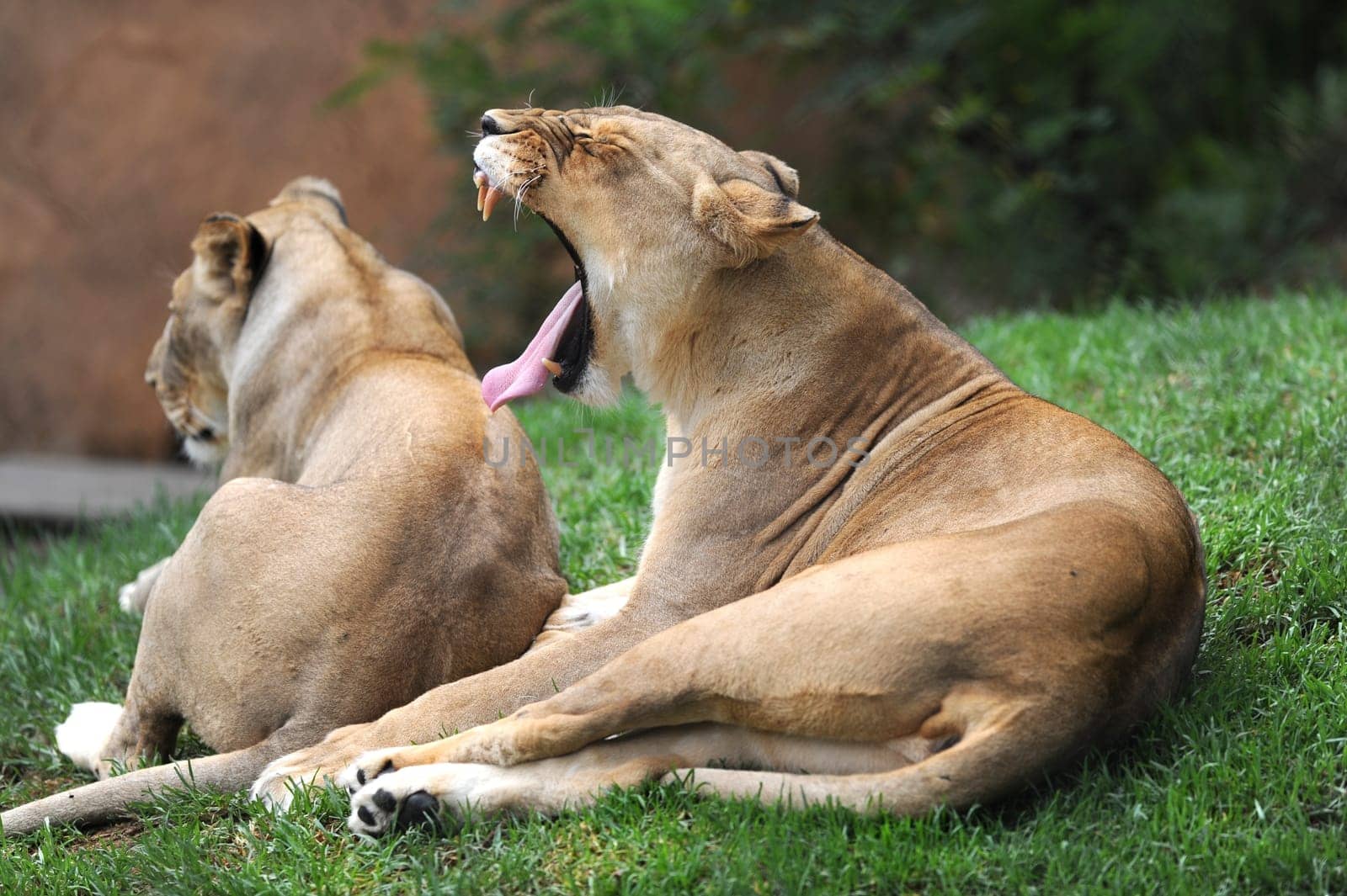 A close up shot of an African Lion