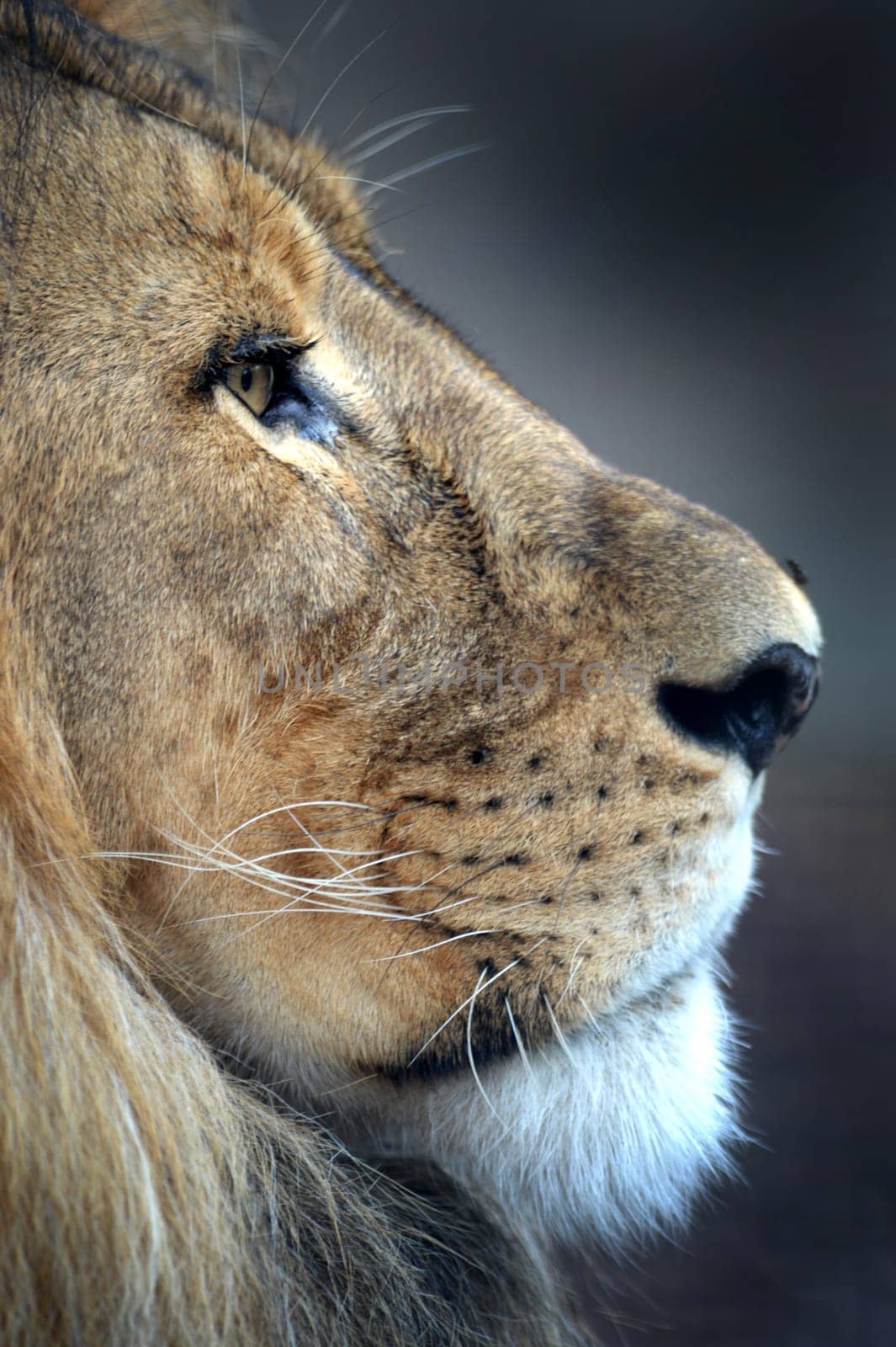A close up shot of an African Lion