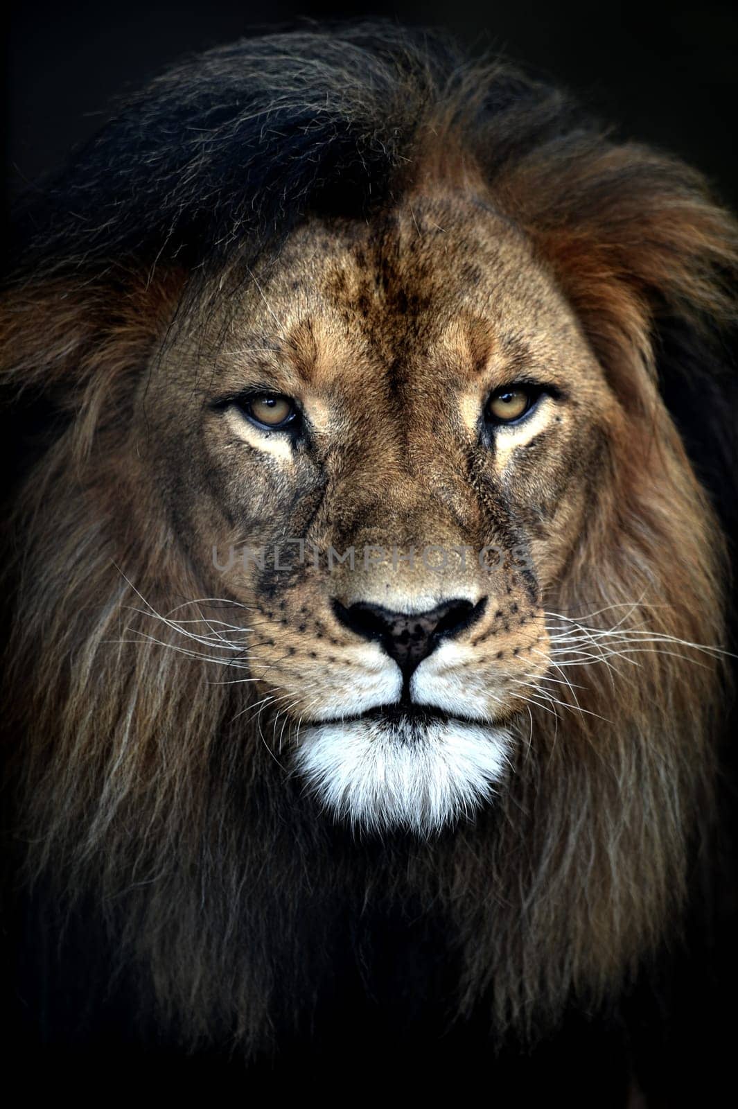 A close up shot of an African Lion