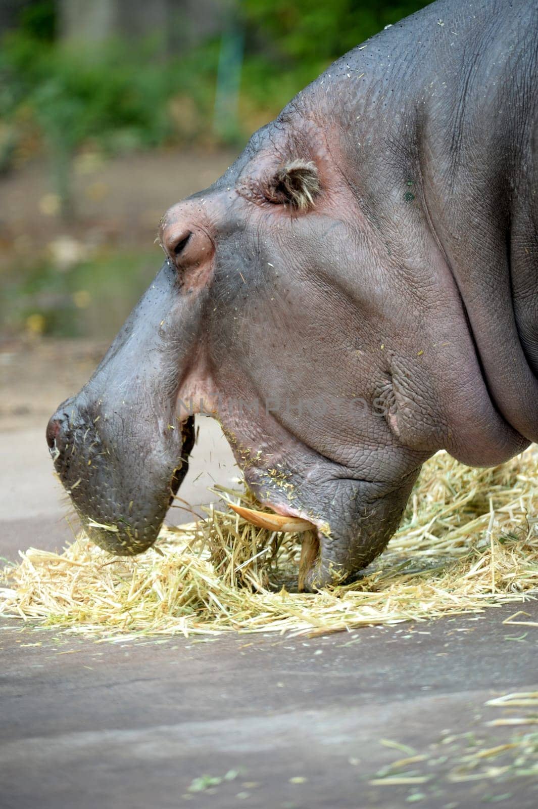 A close up shot of a hippopotamus