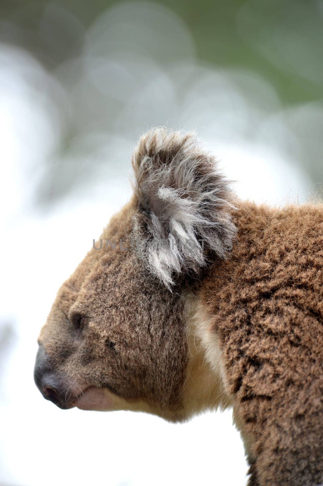An Australian Koala in its natural habitat