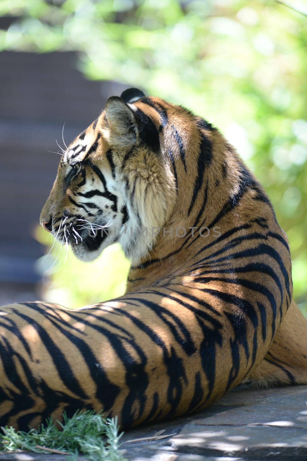 A close up shot of a Sumatran Tiger