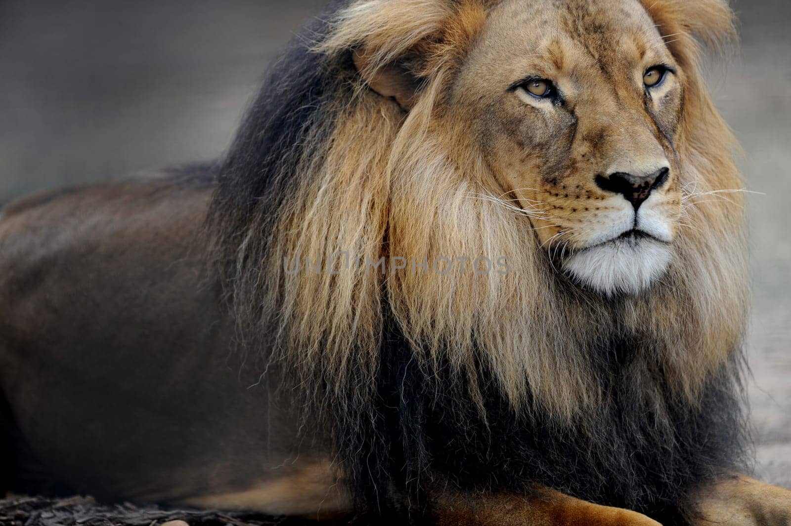 A close up shot of an African Lion