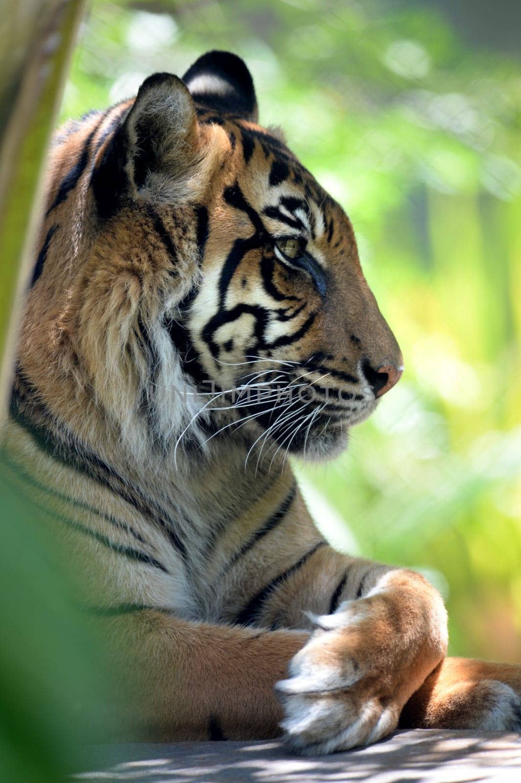 A close up shot of a Sumatran Tiger