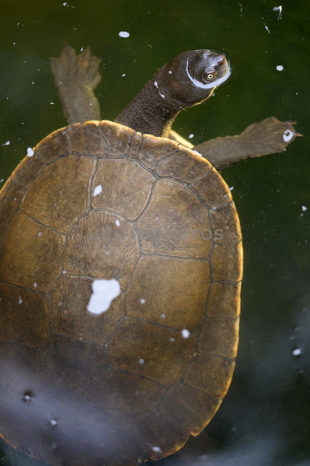 A close up shot of an Australian Murray River Turtle or Short Neck Turtle