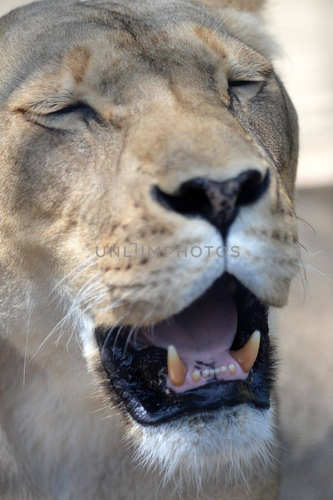 A close up shot of an African Lion