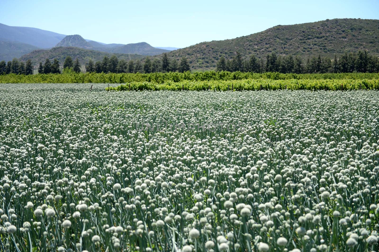 An commercial onion field in South Africa
