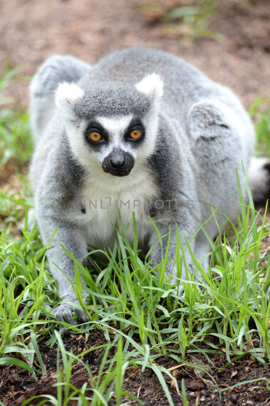 A close up shot of a Ring Tailer Lemur