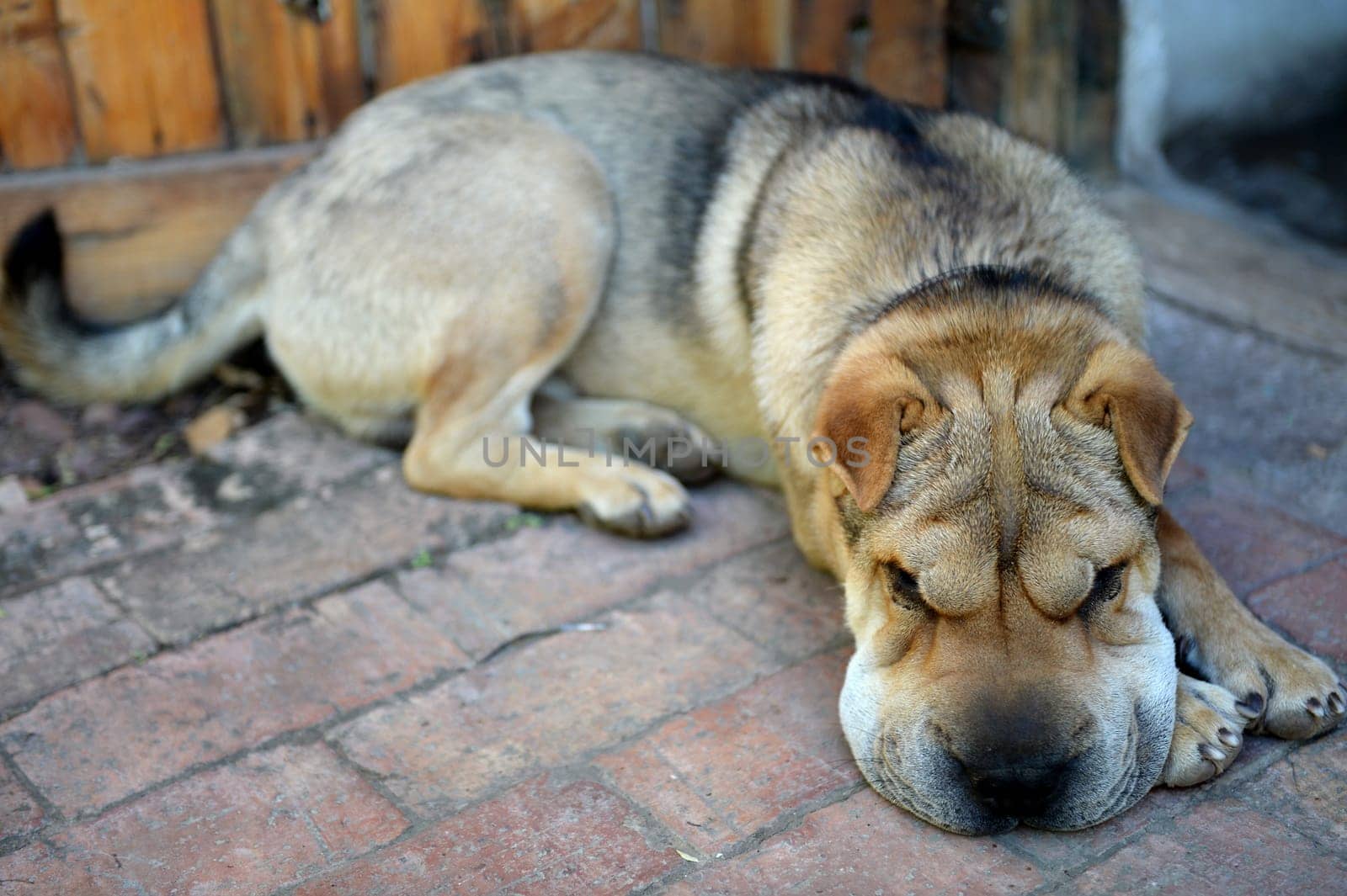 A close up shot of a pet Shar Pei