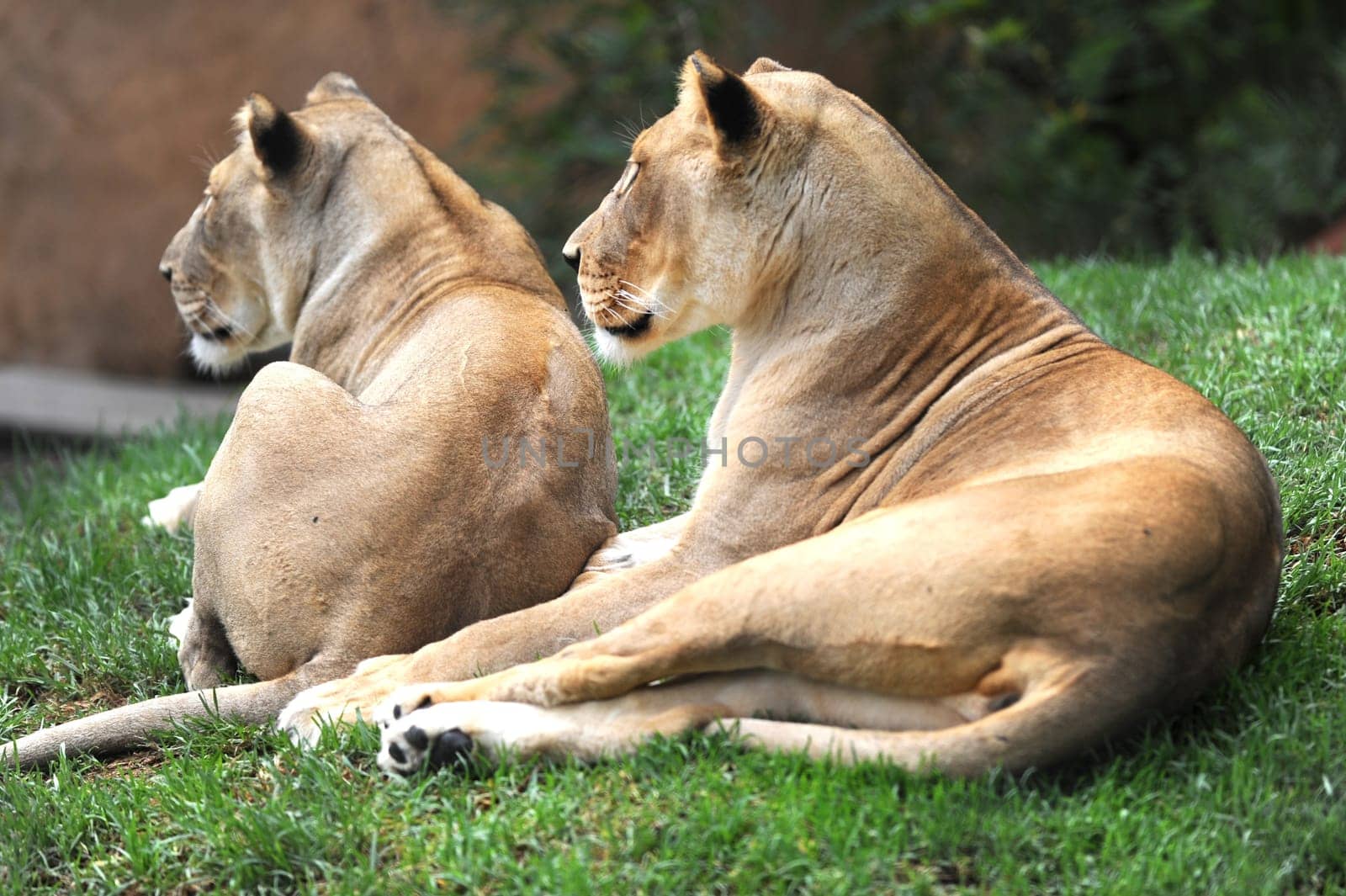 A close up shot of an African Lion