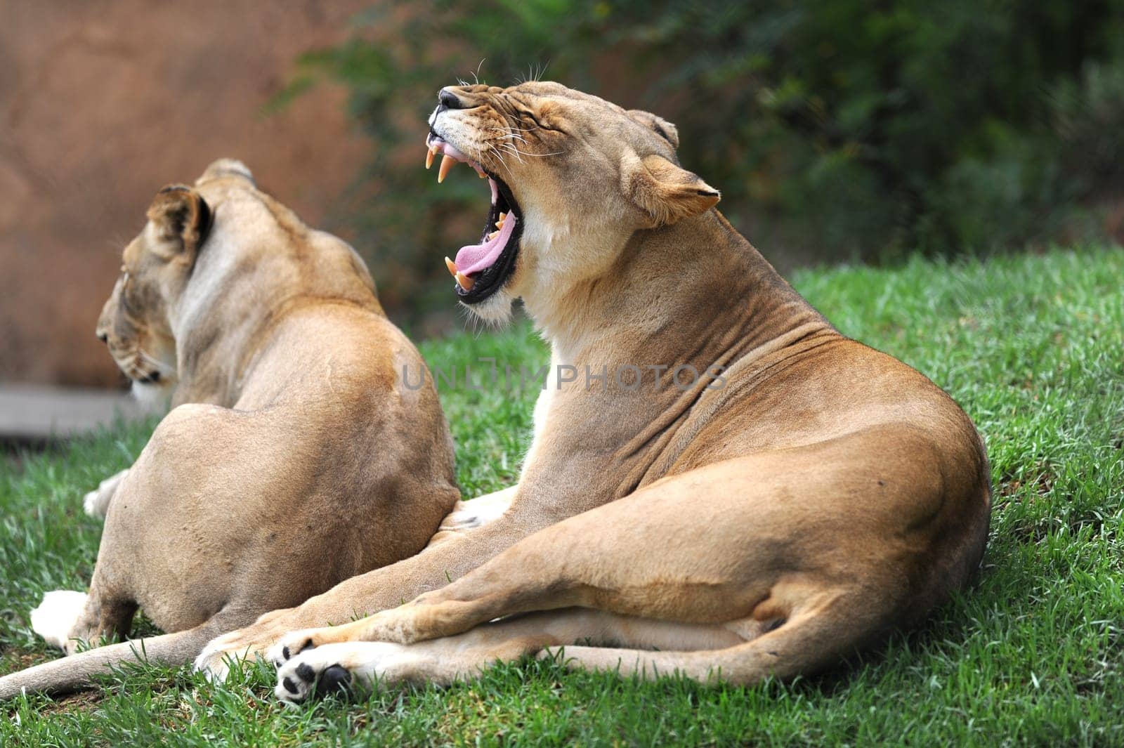 A close up shot of an African Lion
