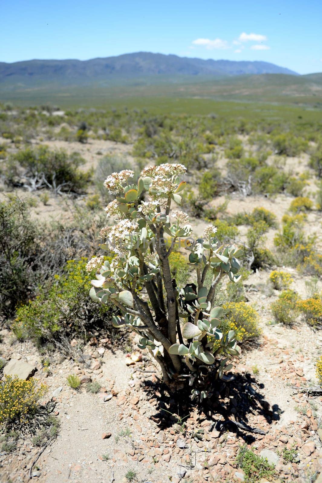 A shot of desert vegetation in an arid climate