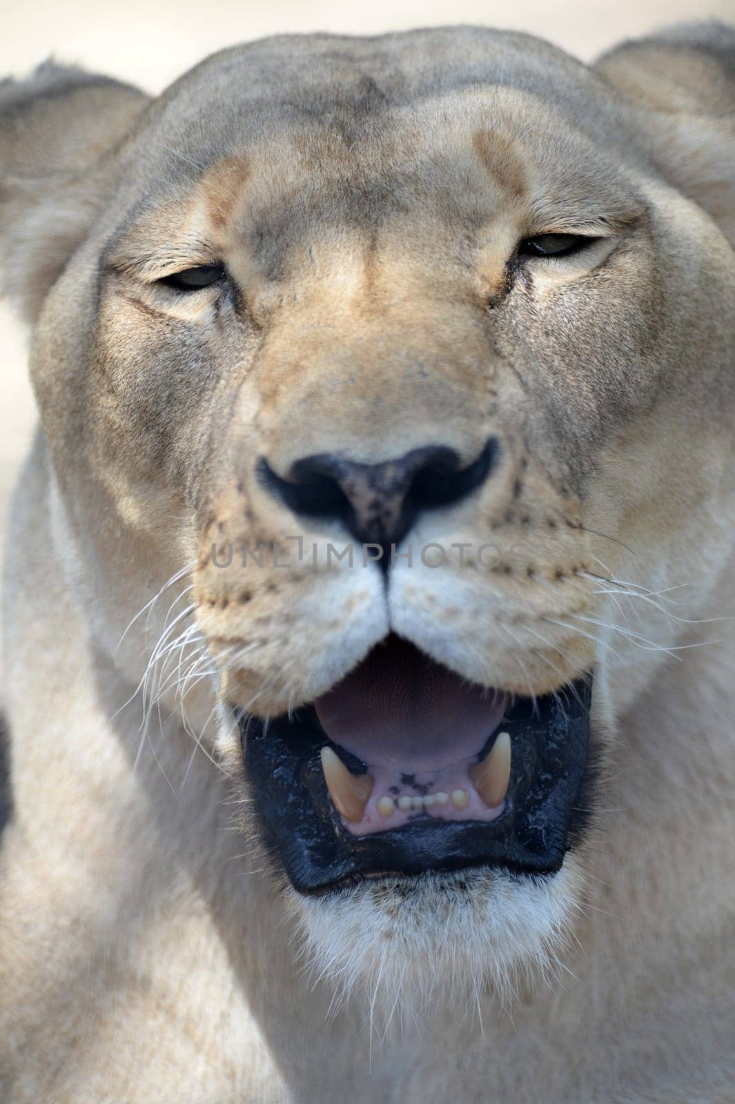 A close up shot of an African Lion