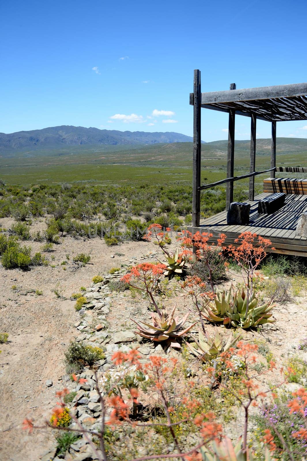 A shot of desert vegetation in an arid climate