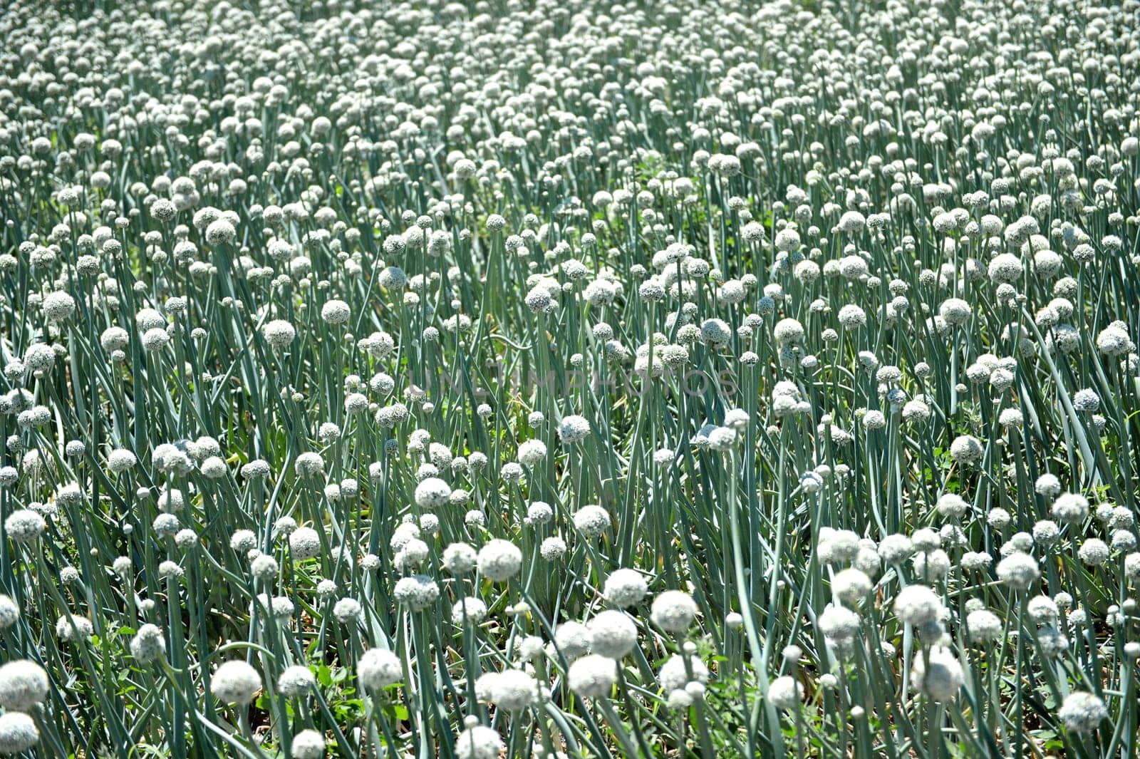 An commercial onion field in South Africa