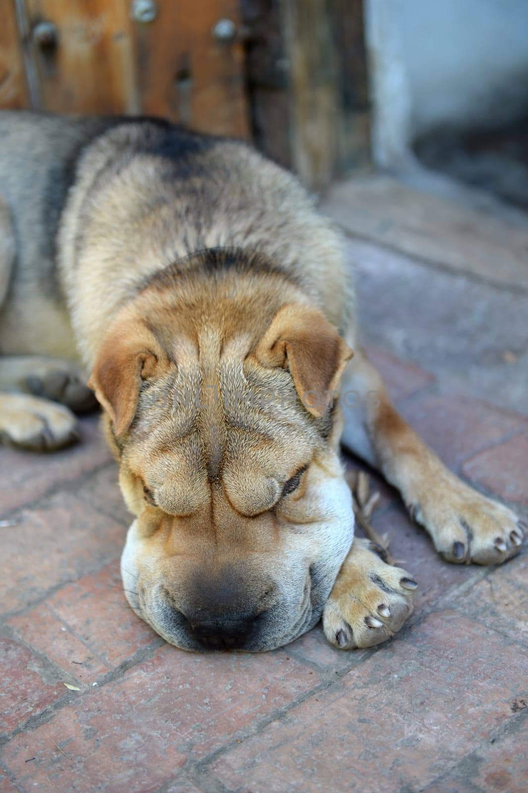 A close up shot of a pet Shar Pei