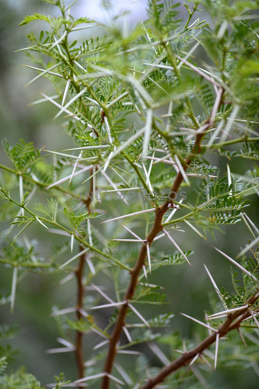 A close up image of African Boxthorn