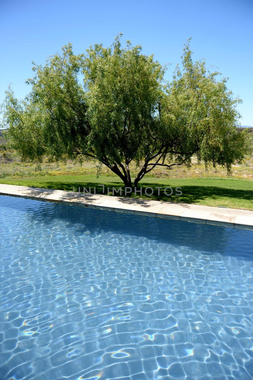 A safari lodge swimming pool in Africa