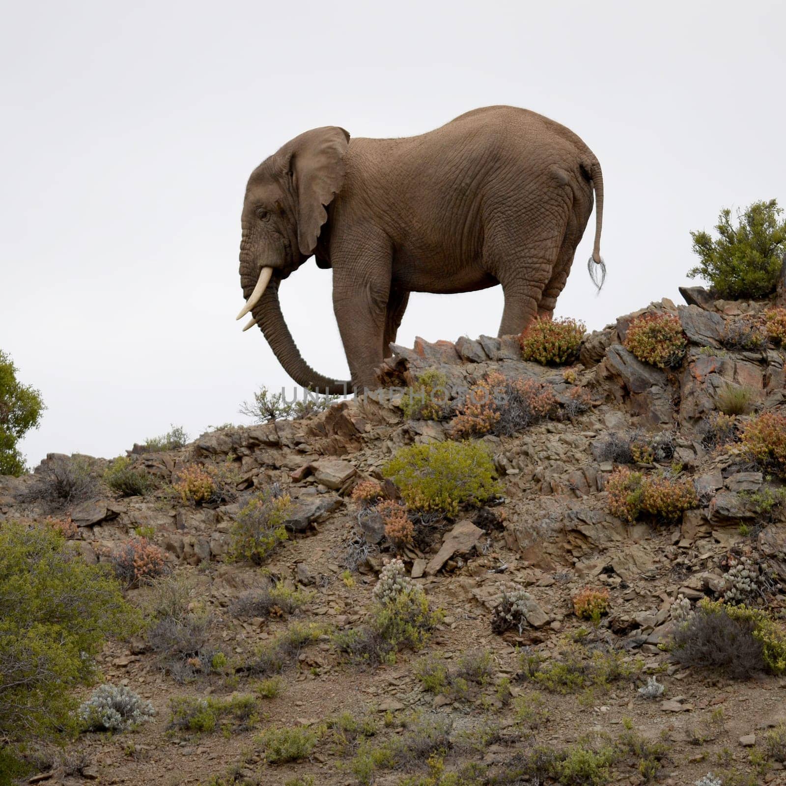 An African elephant on a rocky outcrop