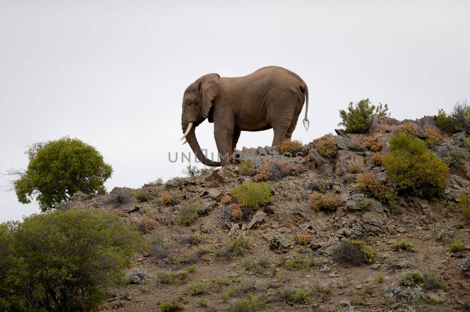An African elephant on a rocky outcrop