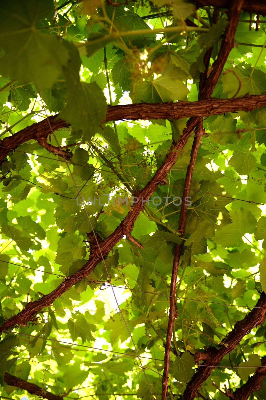 A close up shot of grape vines