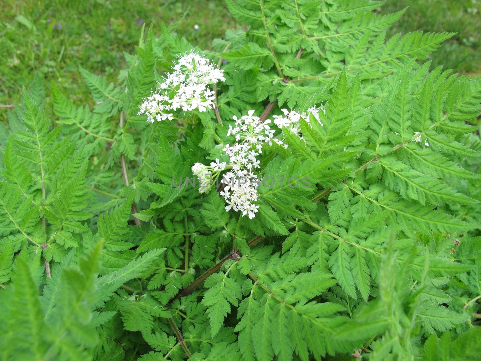Sweet dolde,myrrhis odorata