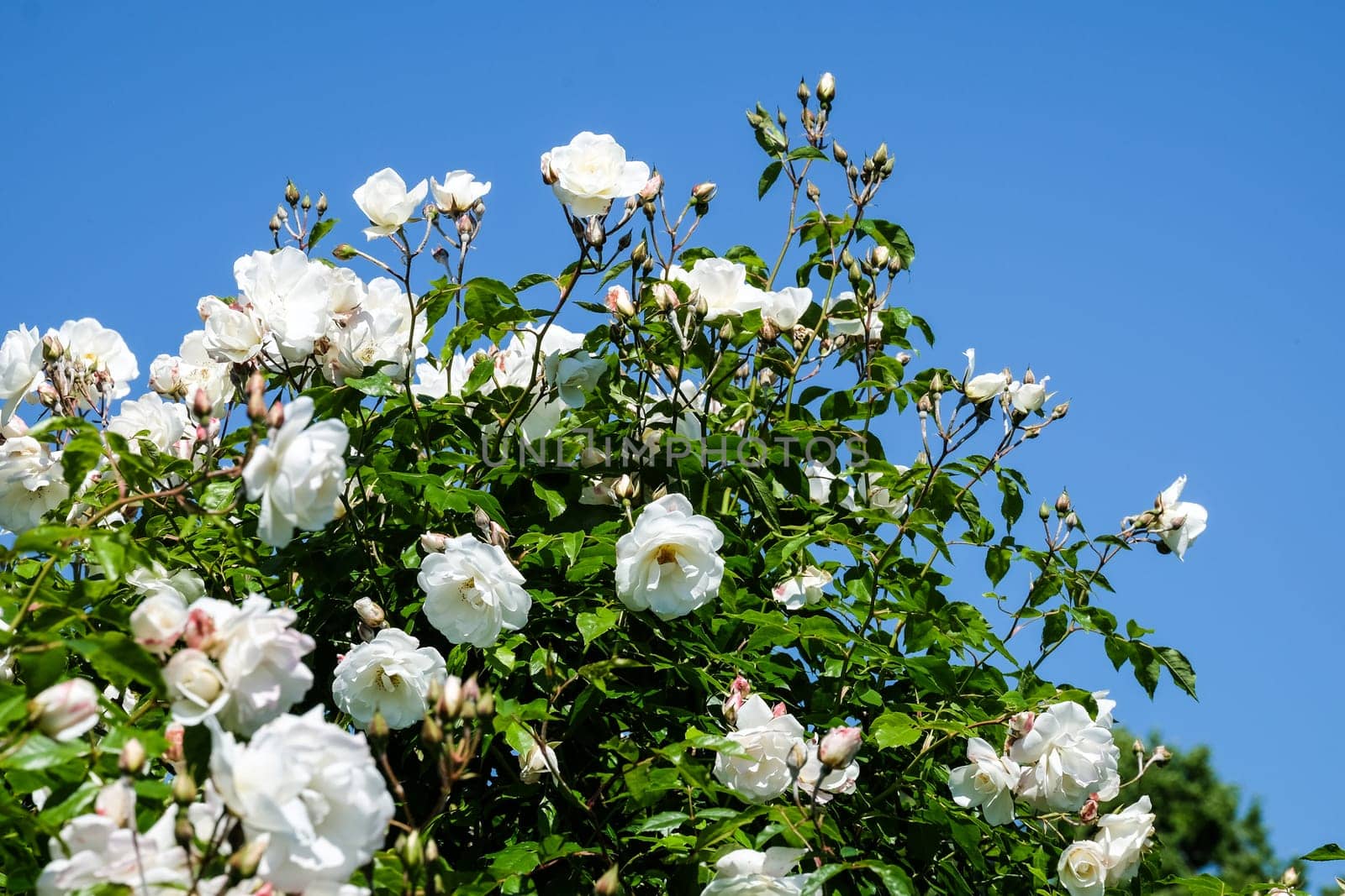 White roses,magnificent rose bush in a park
