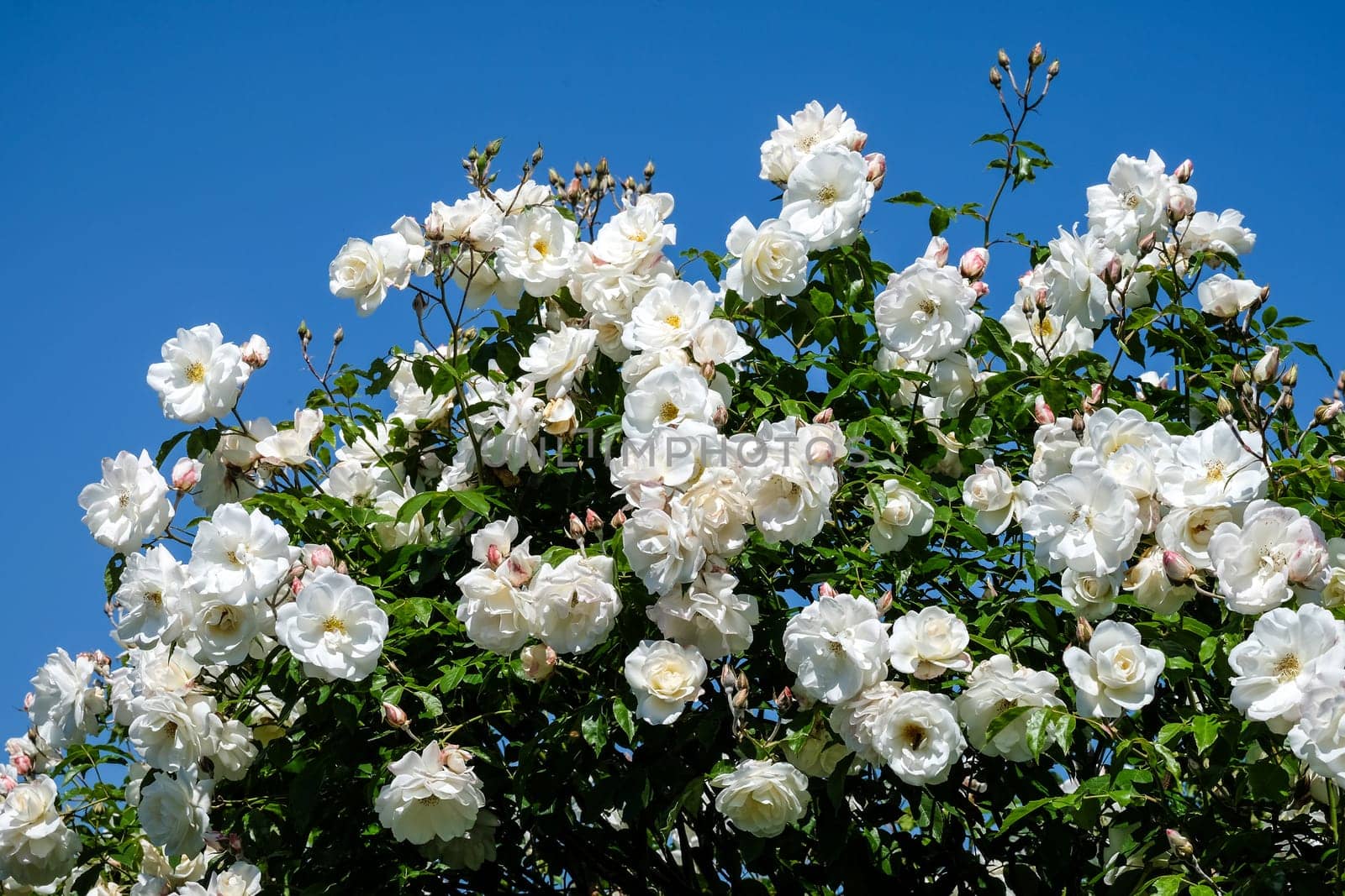 White roses,magnificent rose bush in a park