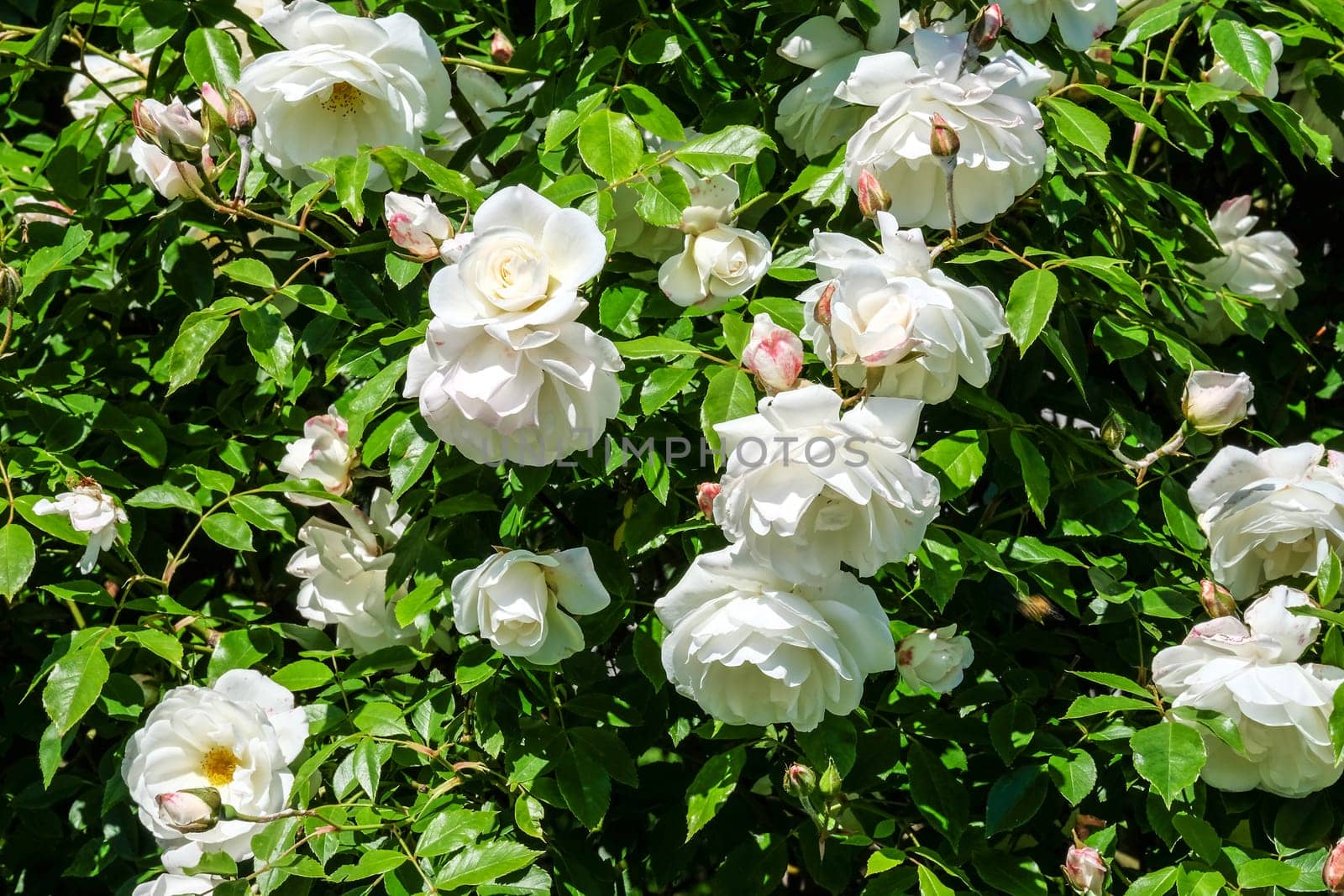 White roses,magnificent rose bush in a park