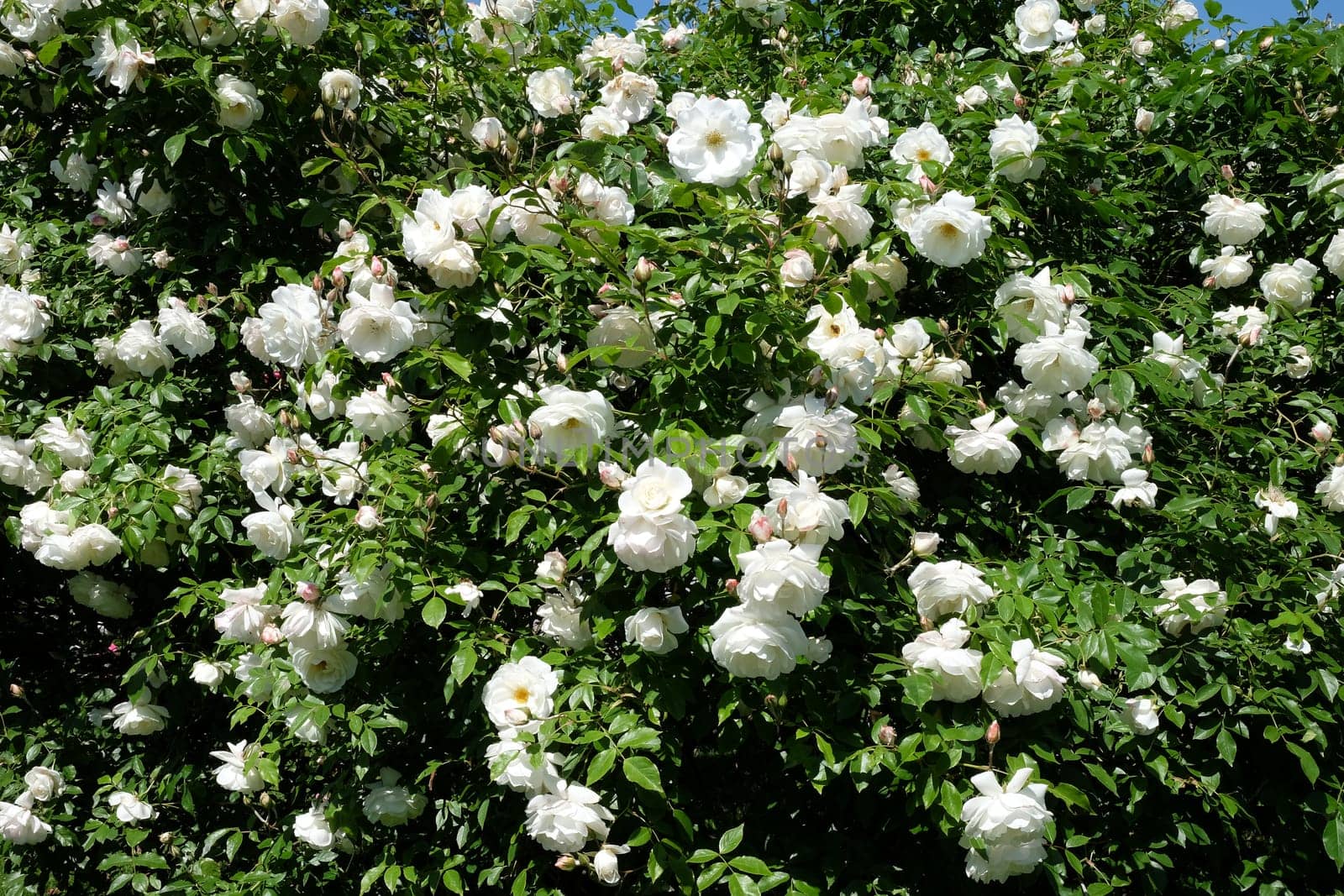 White roses,magnificent rose bush in a park
