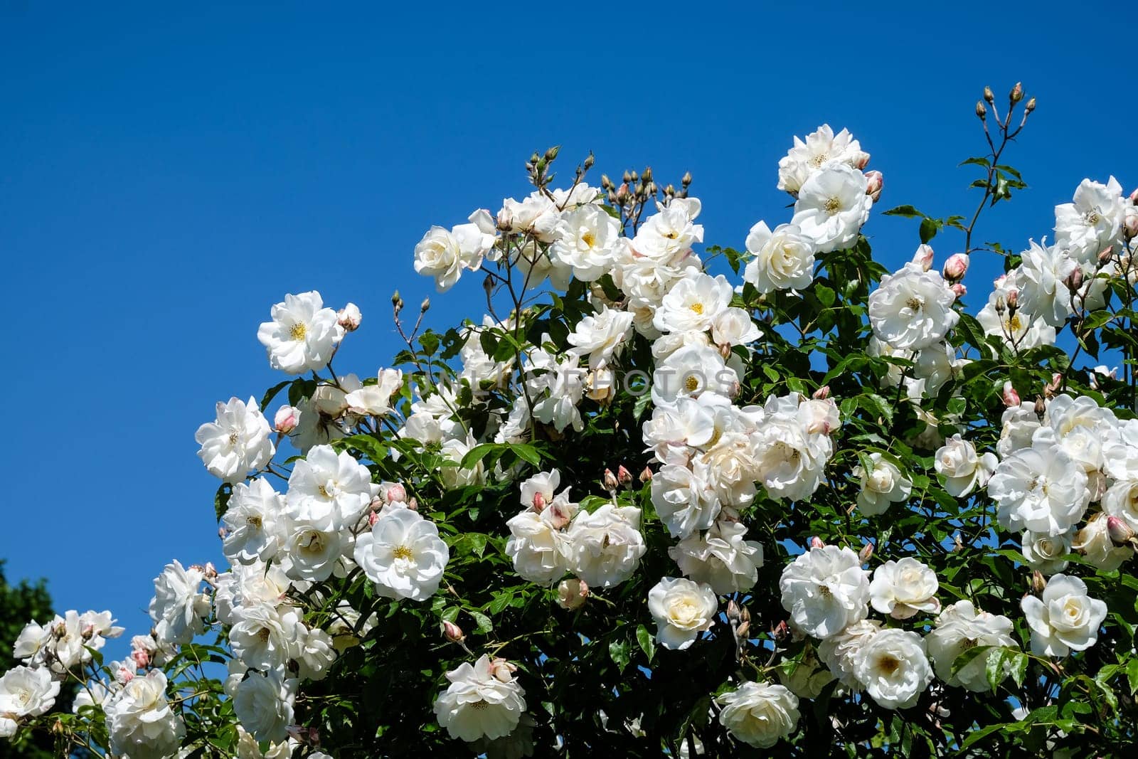 White roses,magnificent rose bush in a park