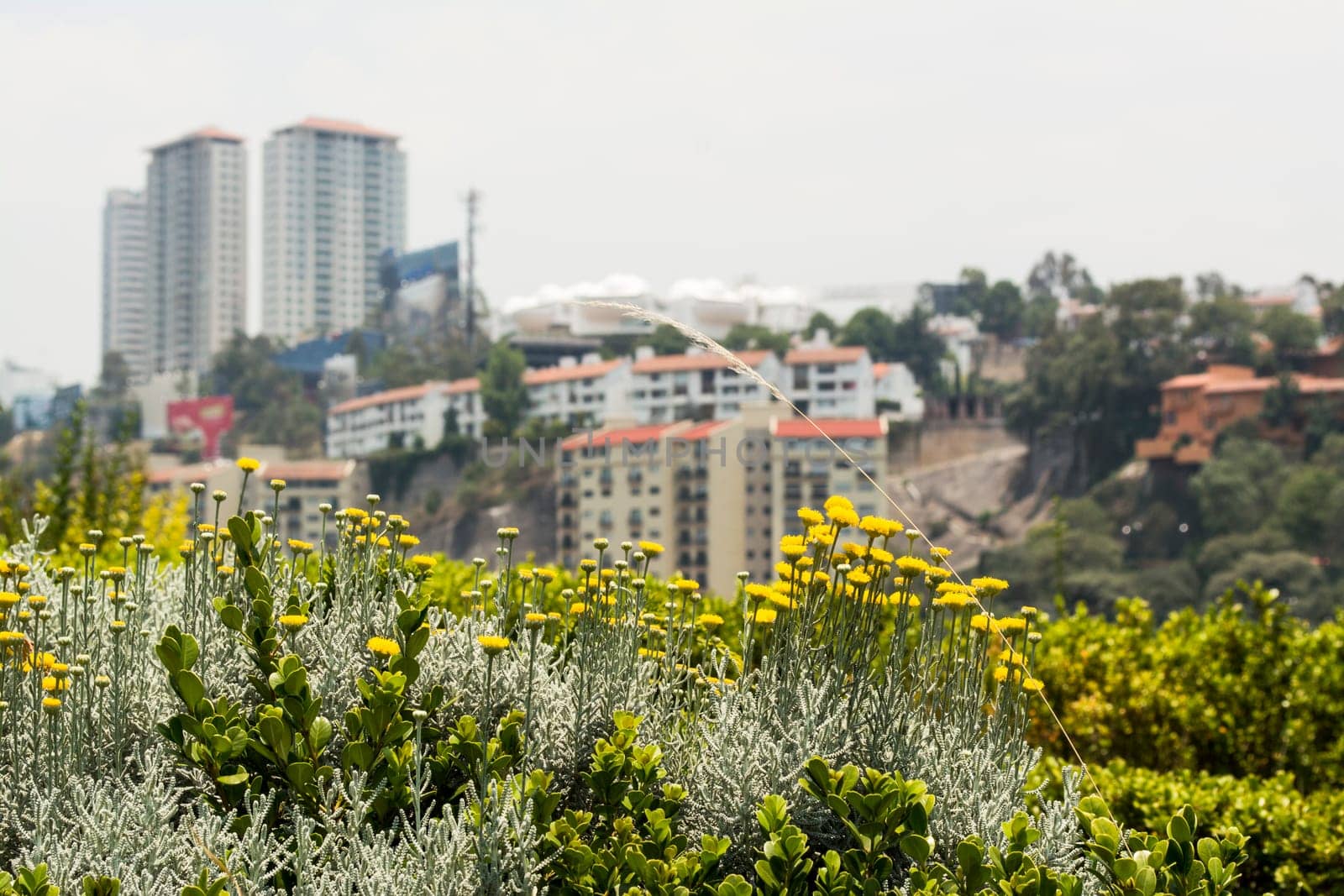 Urban Landscape In Mexico City.