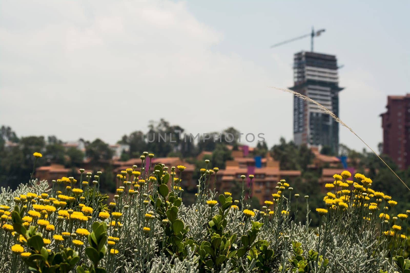 Urban Landscape In Mexico City.