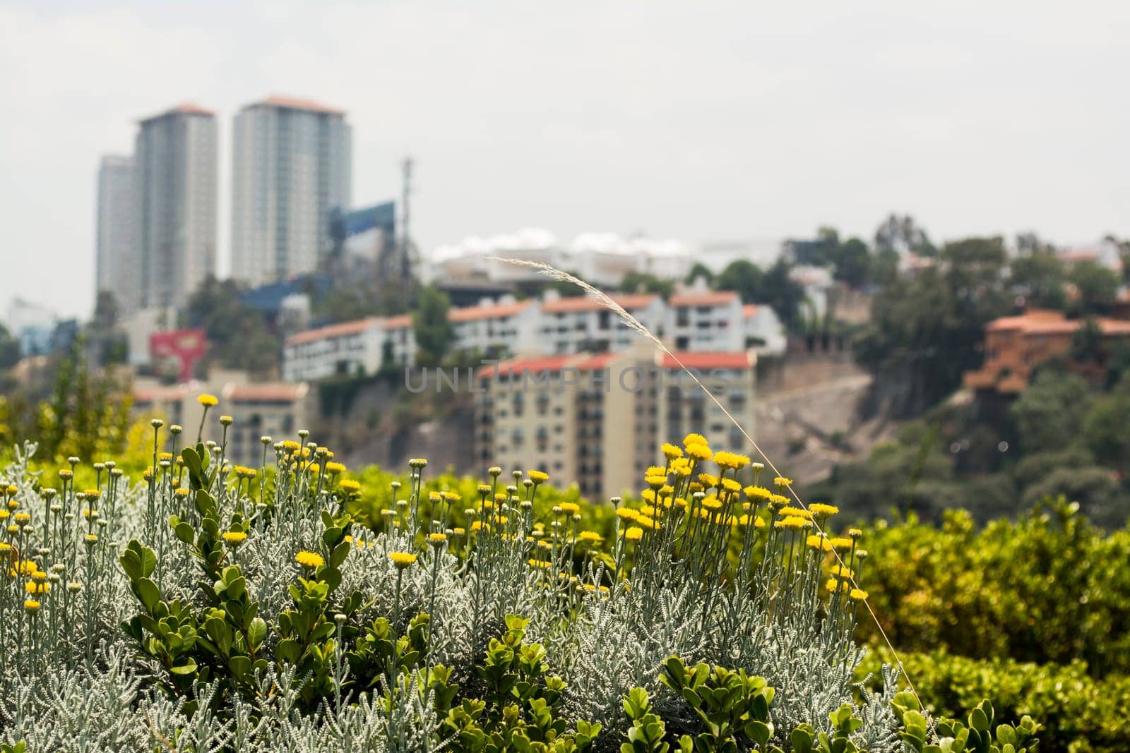 Urban Landscape In Mexico City.