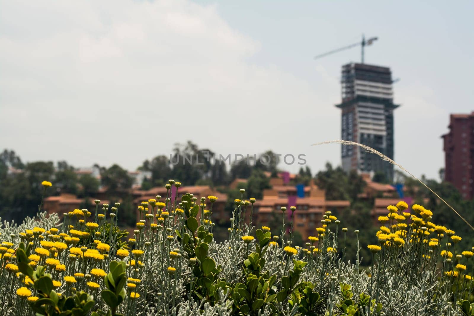 Urban Landscape In Mexico City.