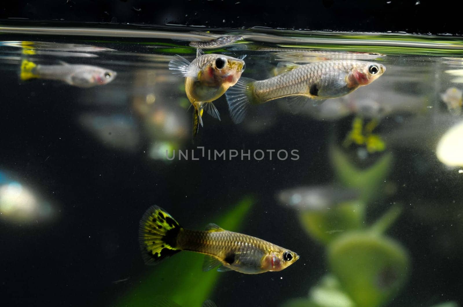 Guppy Multi Colored Fish in a Tropical Acquarium