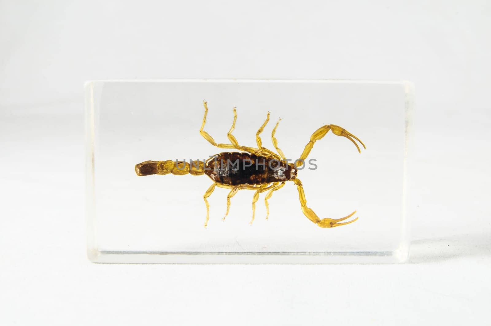 Pickled Golden Scorpion preserved in Formaldehyde on a White Background