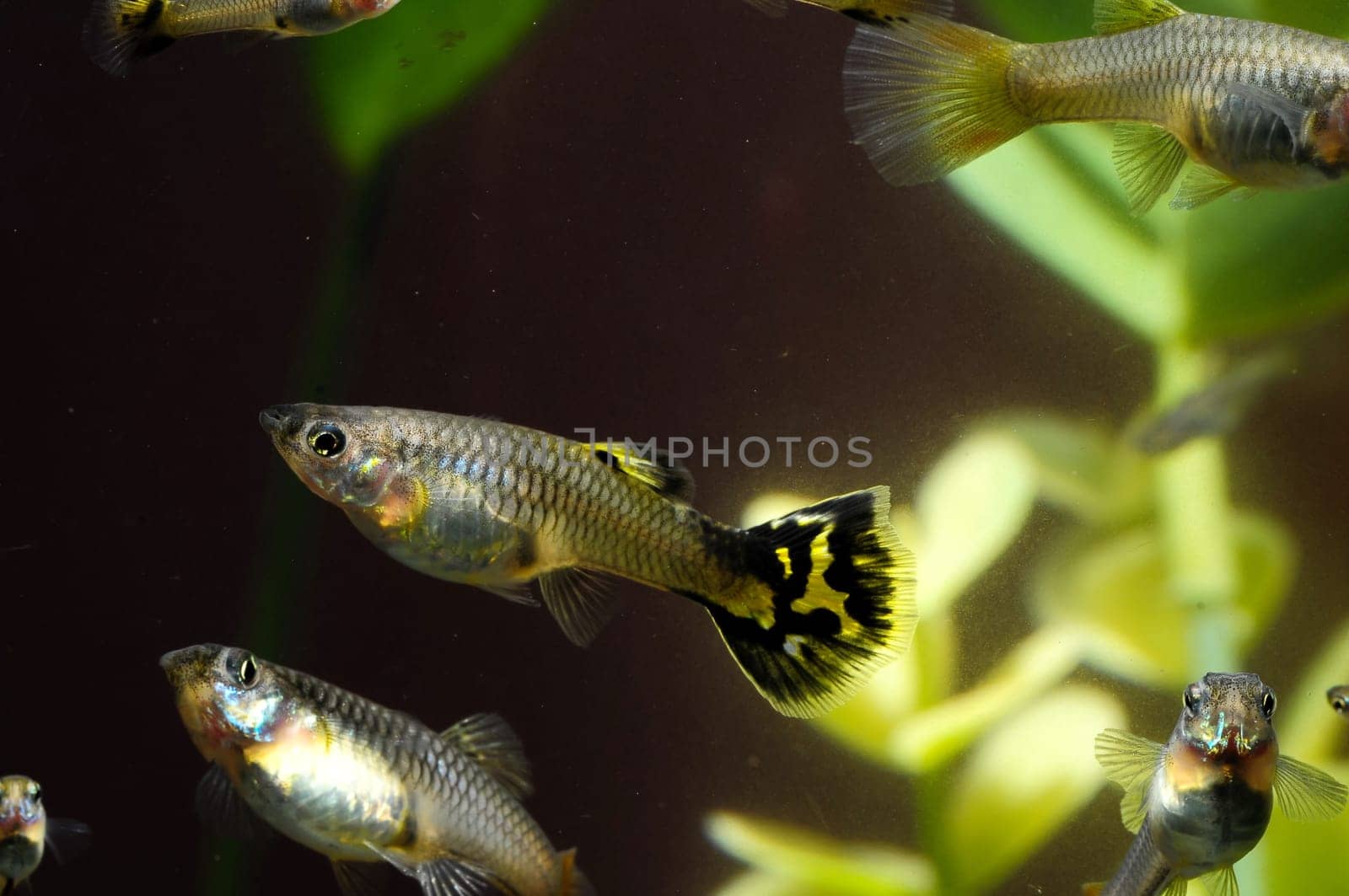 Guppy Multi Colored Fish in a Tropical Acquarium