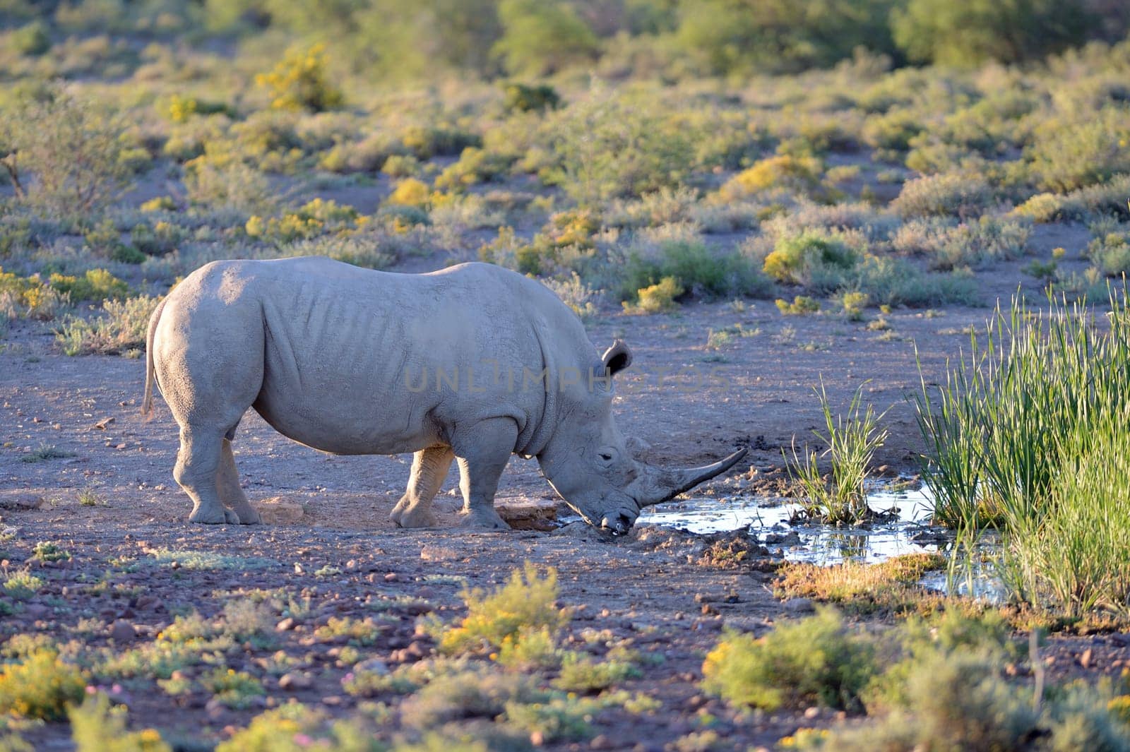 A shot of rhinos in captivity