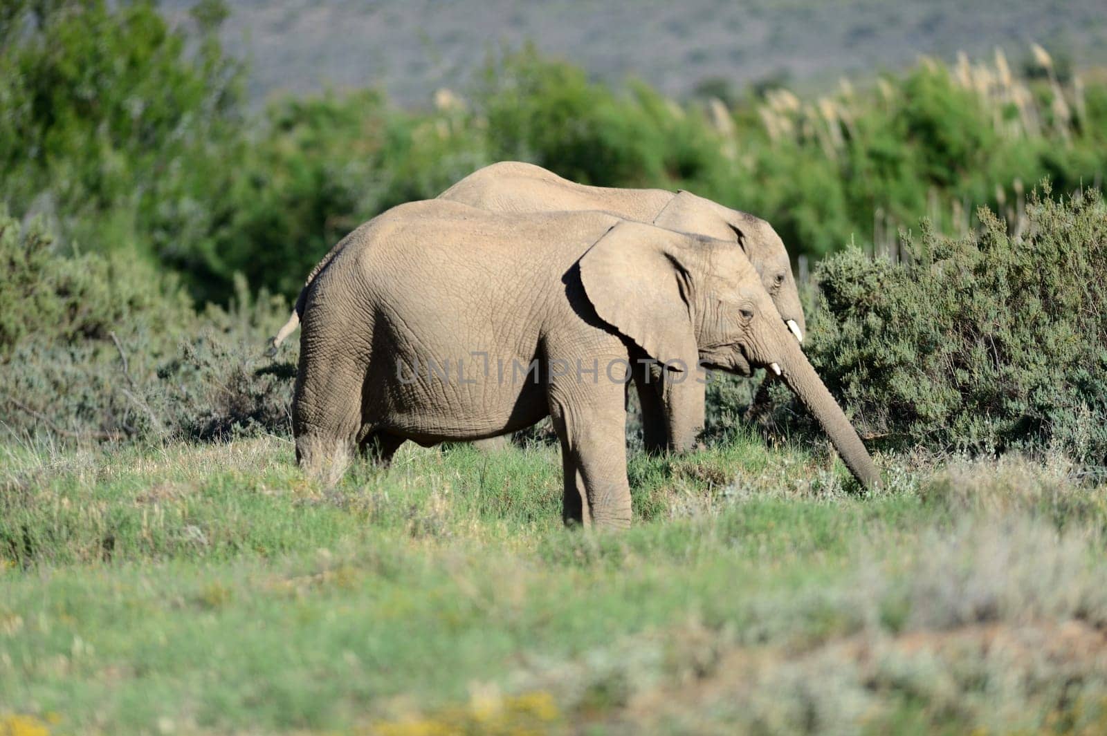 A shot of an Elephant while on safari