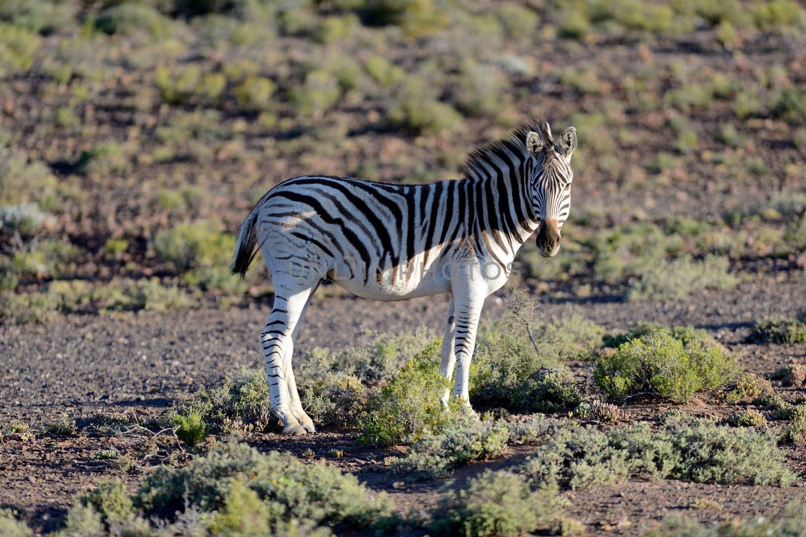 A photo of a zebra in its natural habitat
