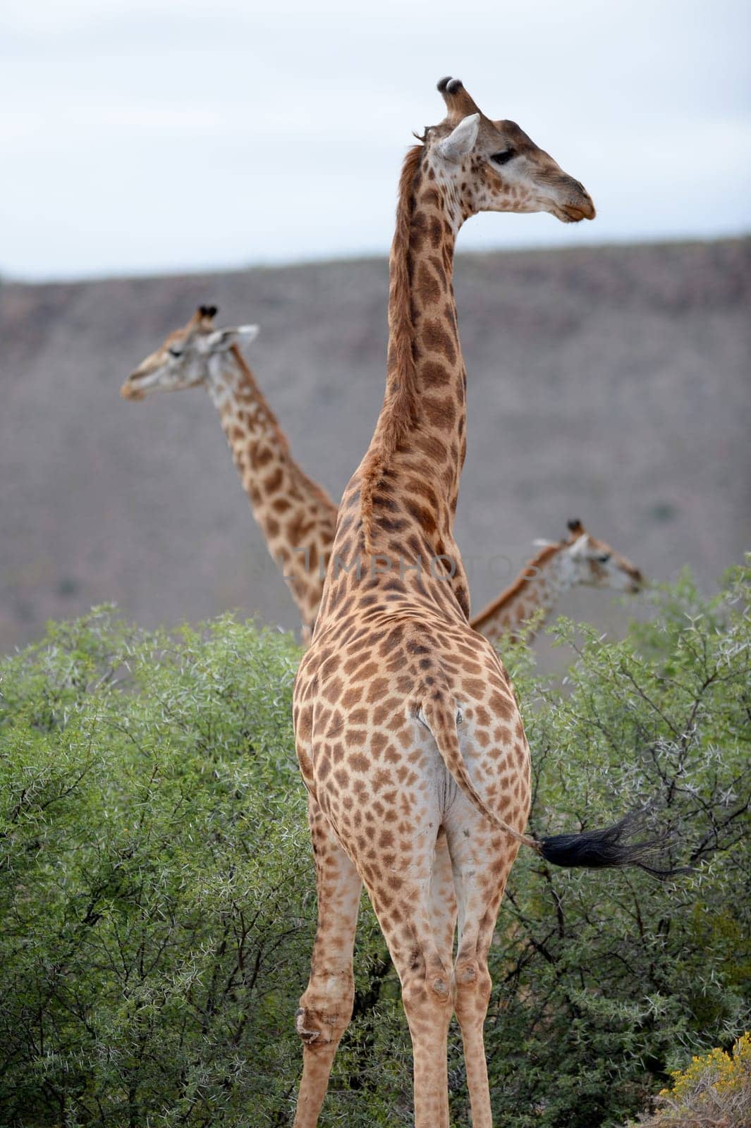 A close up shot of a Giraffe